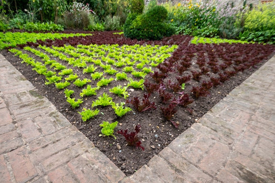 Young red and green lettuce seedlings establishing for a fall garden