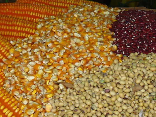 A diverse assortment of dry corn, bean, and garden seeds