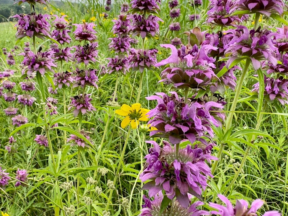 Lemon bee balm, Monarda citriodora, flowering in stacked purple-pink whorls