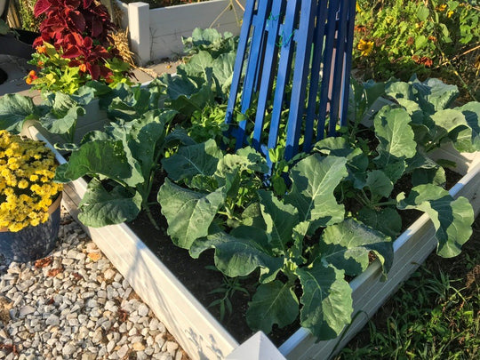 Raised garden bed planted with cool-season vegetables for a Mid-Atlantic fall garden