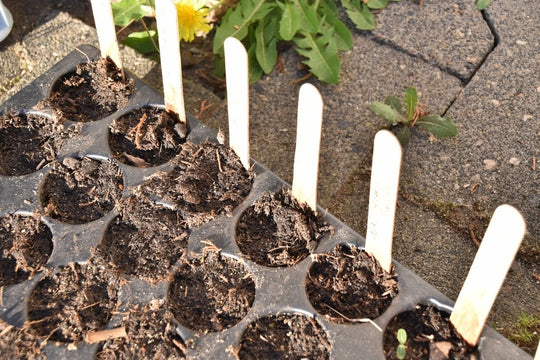 Seed-starting tray filled with growing medium and ready for sowing