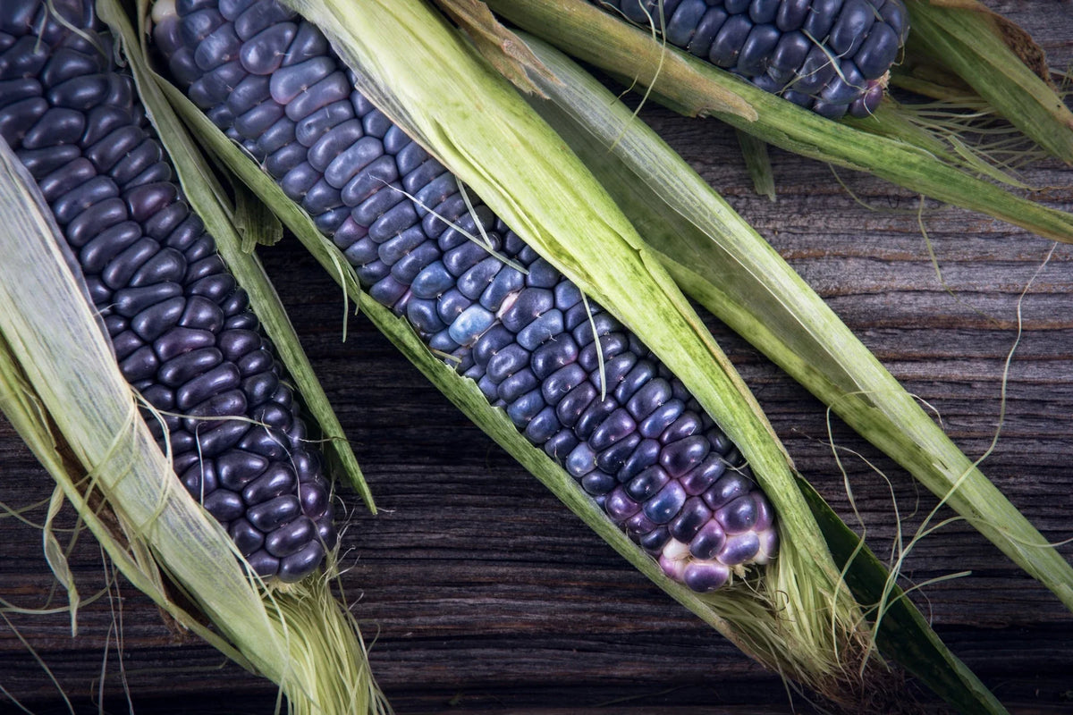 Hopi Blue flour corn ears with blue-purple kernels resting on a wooden surface