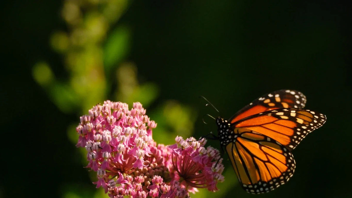 Monarch butterfly feeding on native swamp milkweed flowers