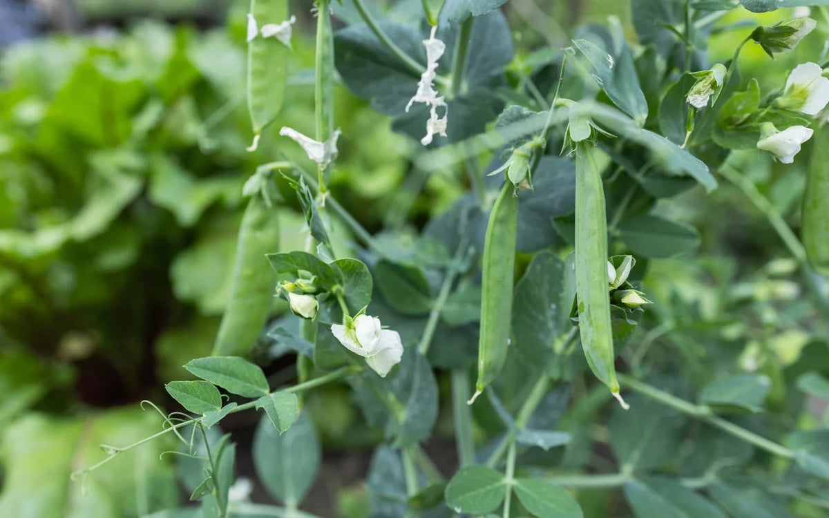 Garden pea vines carrying green pods and white flowers.