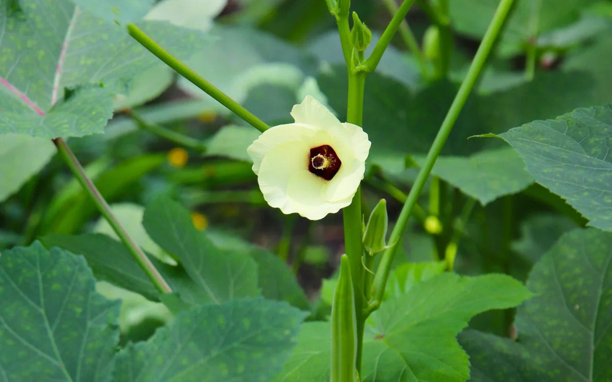 An okra plant with a pale yellow flower and young green pods.