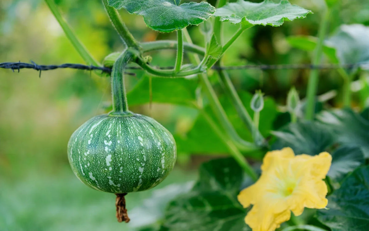 A pumpkin vine with a yellow flower and developing fruit in a home garden.