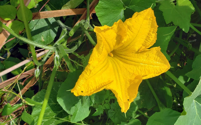 A large yellow squash flower open among green vines.