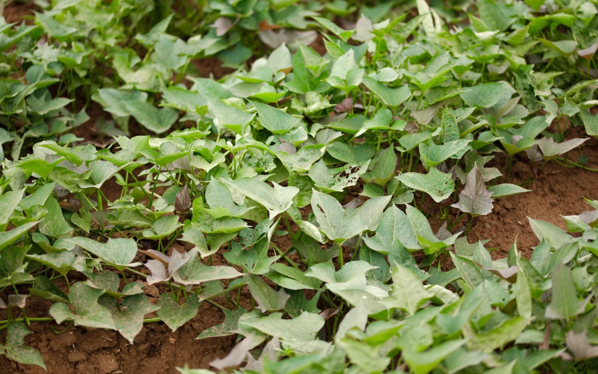 Healthy sweet potato vines spreading across cultivated soil.