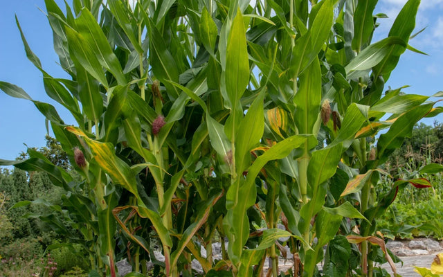 Corn, climbing beans, and squash growing together in a small Three Sisters garden.