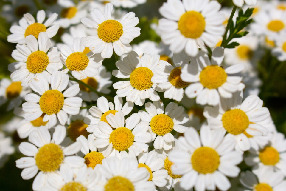 Chamomile flowers open in a sunny garden