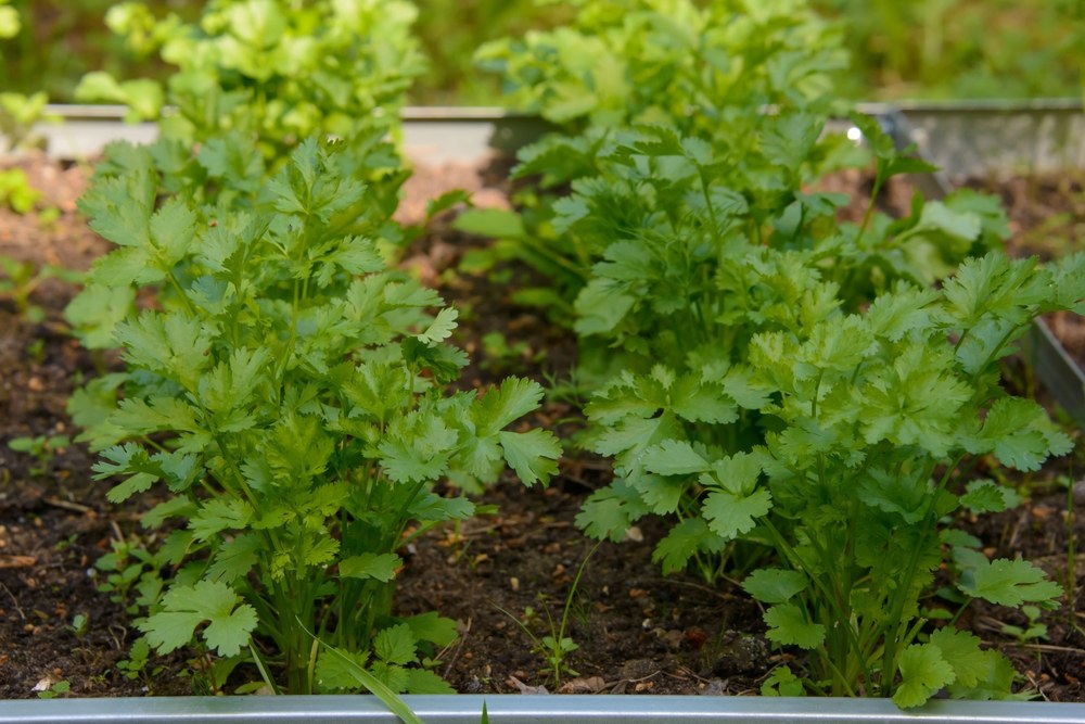 Healthy cilantro plants growing in a raised garden bed