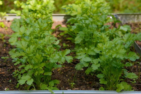 Healthy cilantro plants growing in a raised garden bed