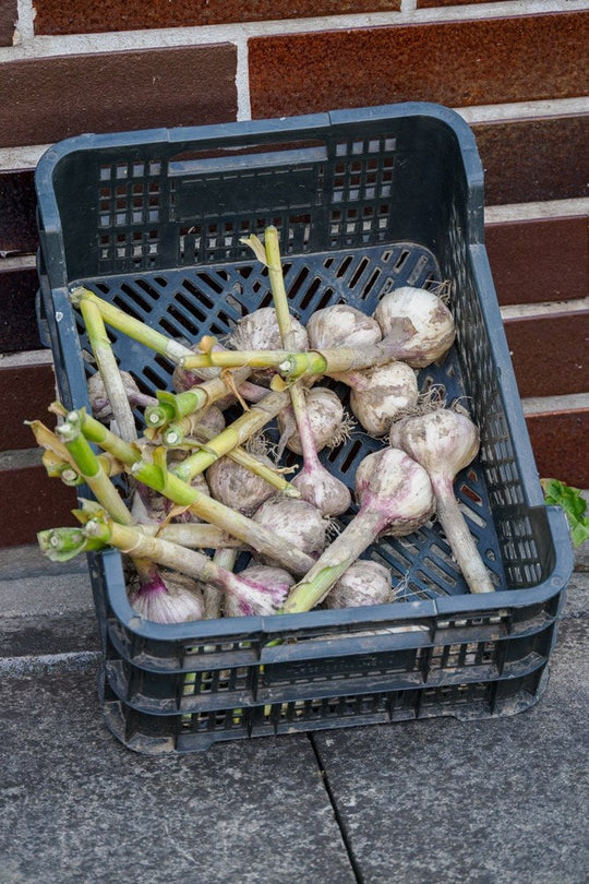 Freshly harvested garlic bulbs with stems attached in a ventilated crate