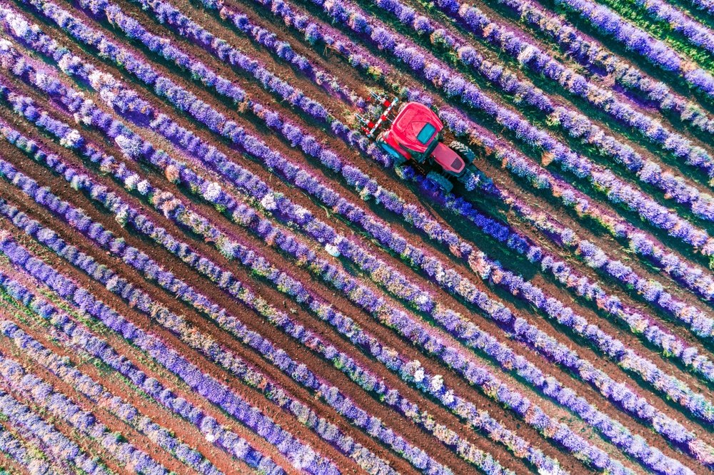Lavender rows being harvested in a large field