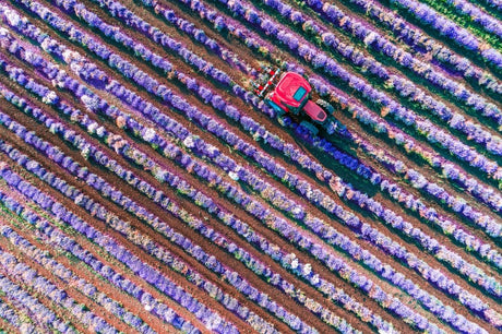 Lavender rows being harvested in a large field