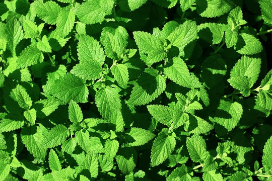 Fresh lemon balm leaves showing the textured leaf surface