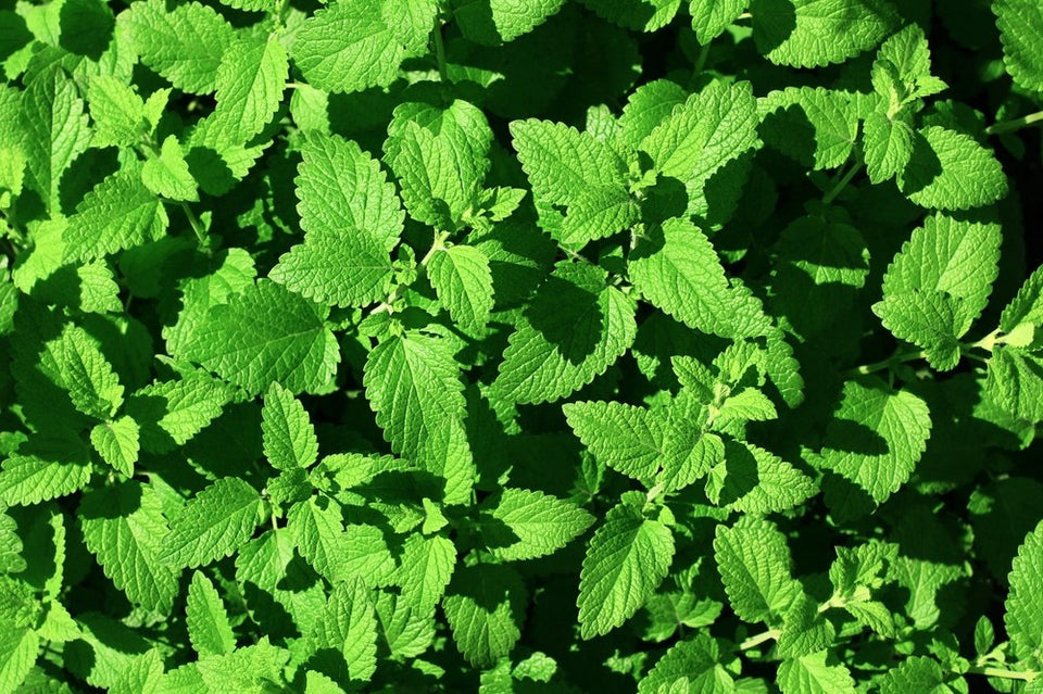 Fresh lemon balm leaves showing the textured leaf surface