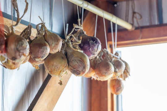 Bulb onions hanging indoors to cure with dry necks and skins