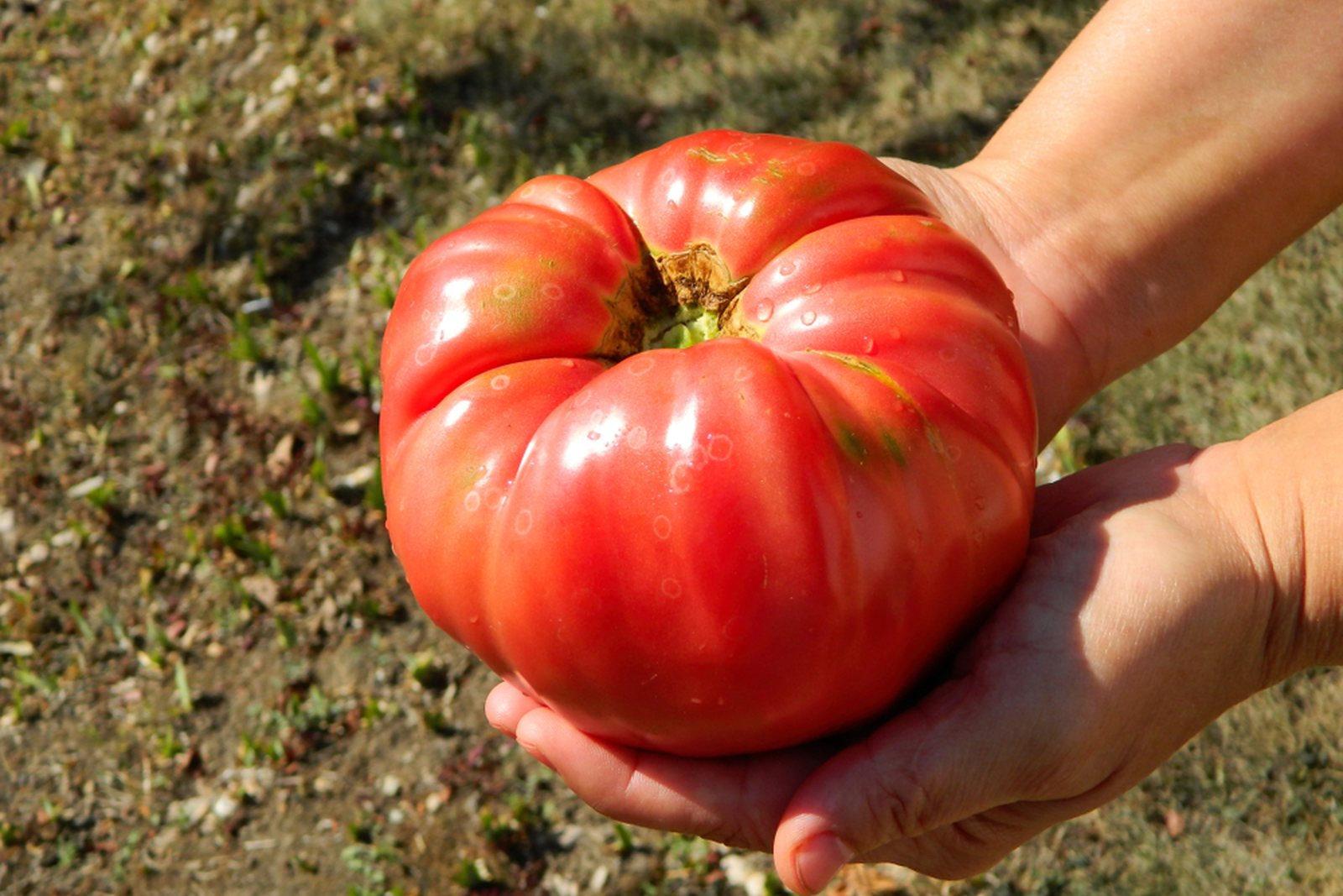 A gardener holding a very large pink ribbed beefsteak tomato
