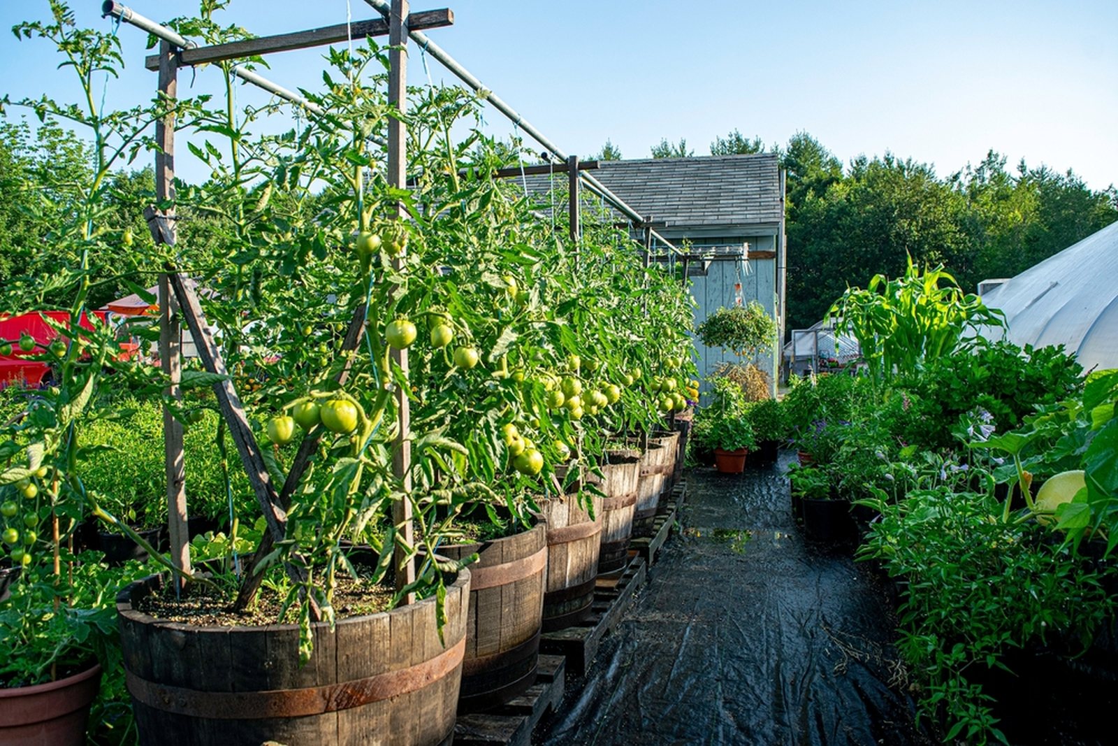 Tall tomato plants growing in large wooden barrel containers