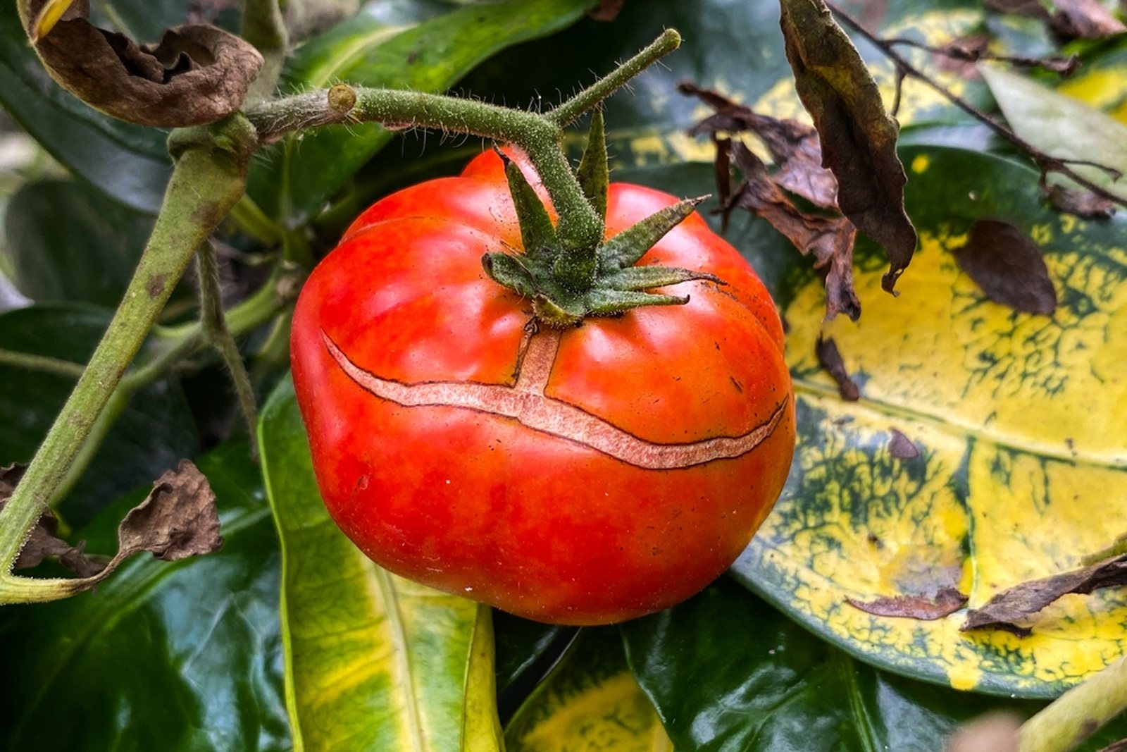 A red tomato with both shoulder rings and a crack extending downward