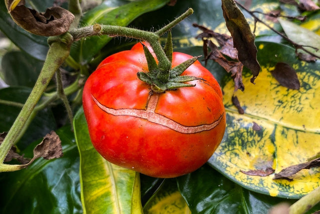 A red tomato with both shoulder rings and a crack extending downward
