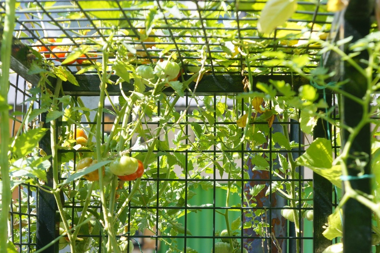 Tomato plants trained vertically through a metal trellis