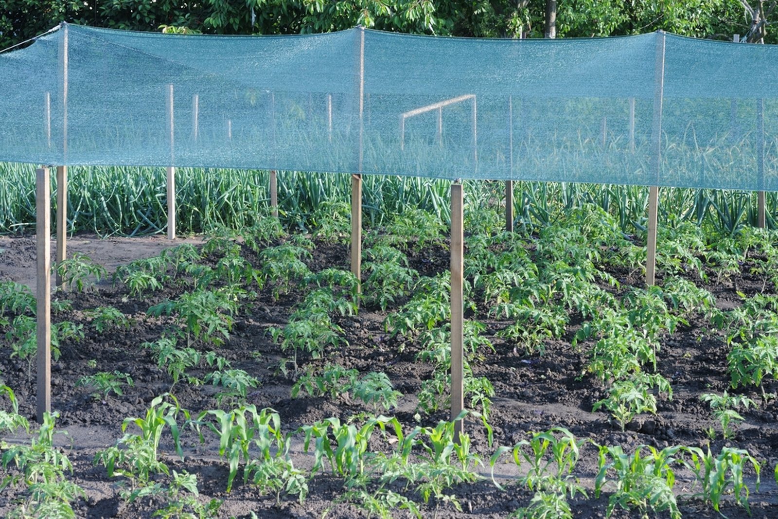 Young tomato plants growing under overhead shade netting