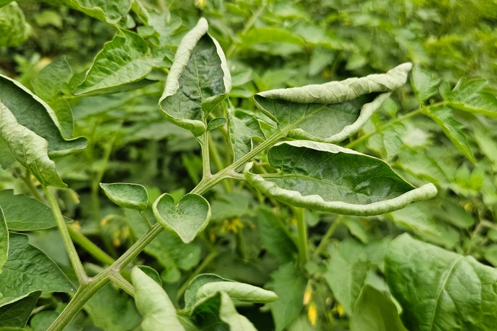 Tomato leaflets rolled upward along their edges