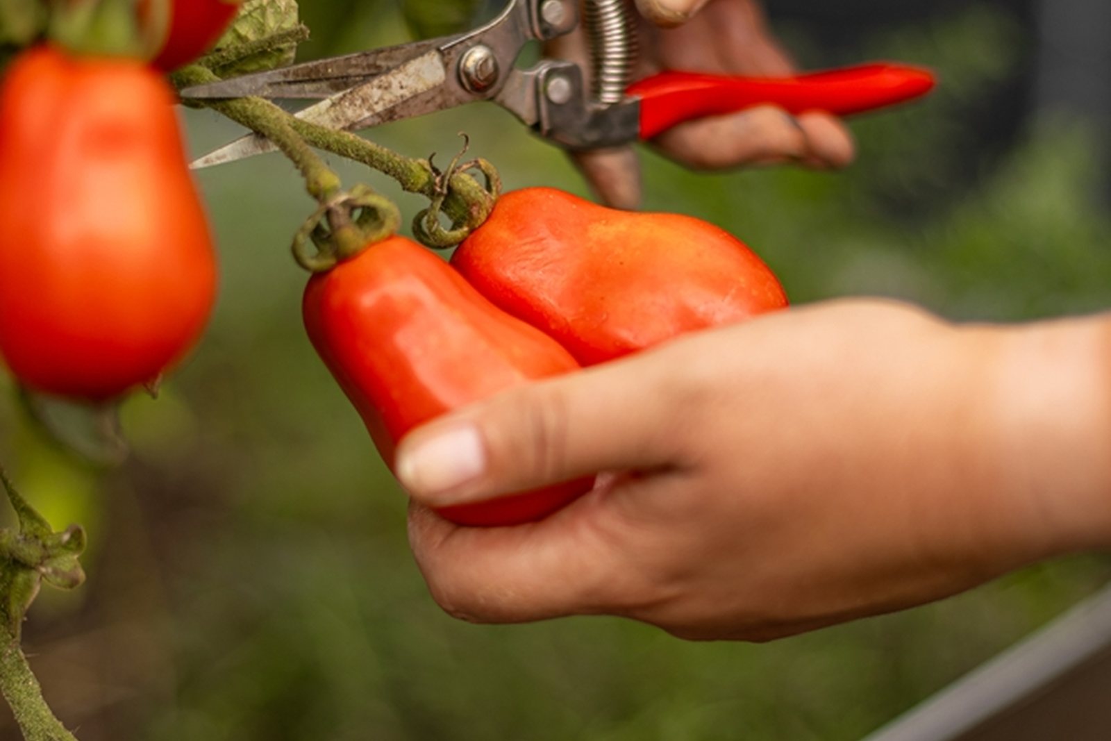 Elongated paste-type tomatoes being harvested from a vine