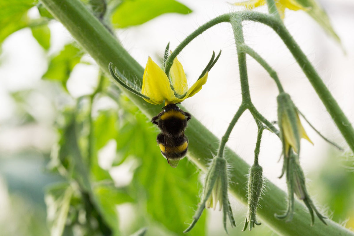Bumblebee vibrating a yellow tomato flower