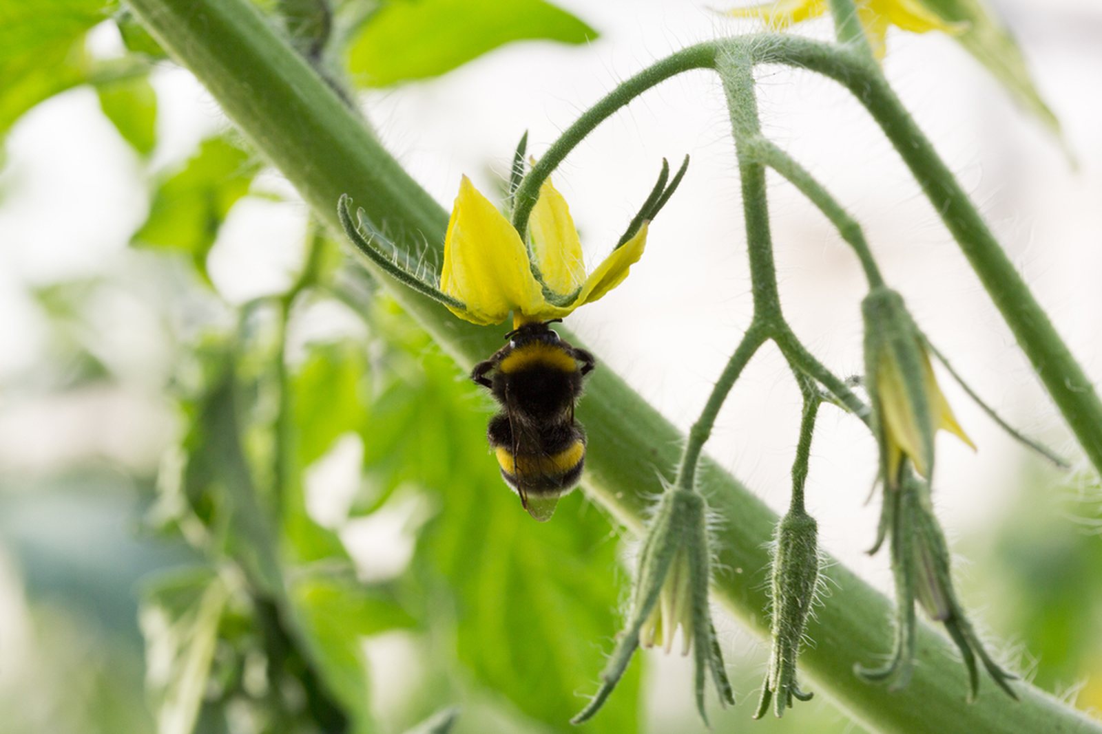Bumblebee vibrating a yellow tomato flower