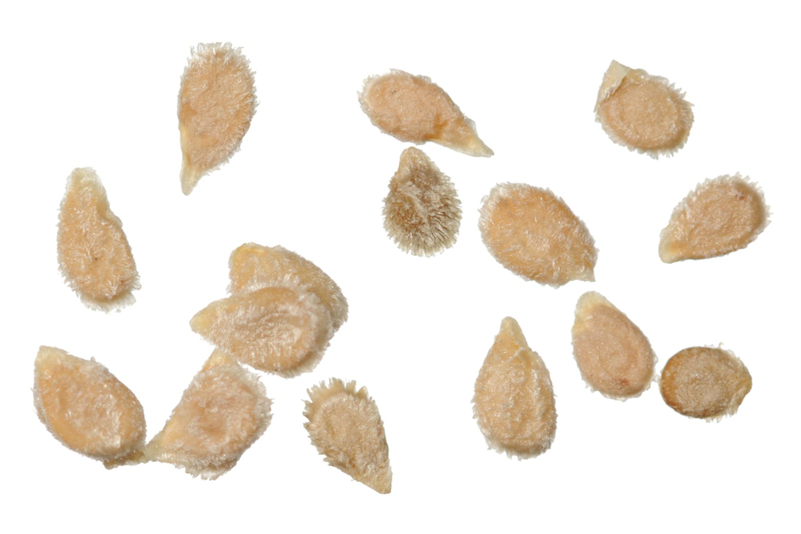 Small flattened fuzzy tomato seeds shown close up on white