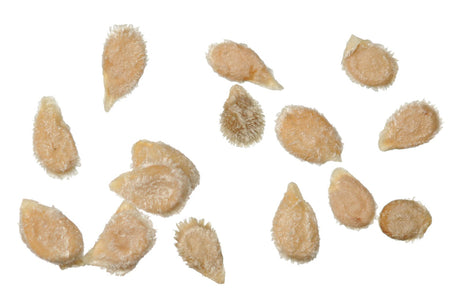 Small flattened fuzzy tomato seeds shown close up on white