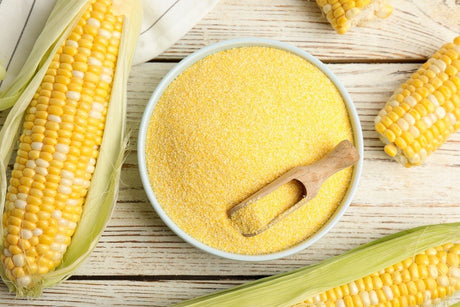 Bowl of yellow cornmeal surrounded by fresh corn ears