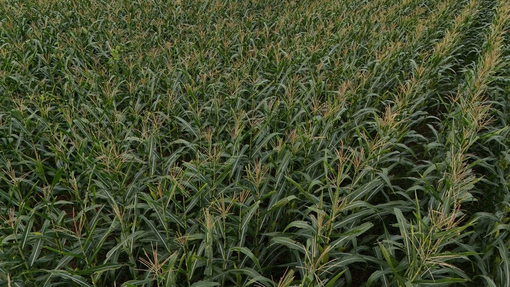 Dense block of tasseling corn plants viewed from above