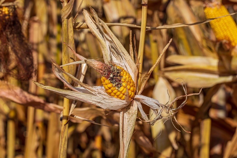Poorly developed corn ear with incomplete kernel set on a mature stalk