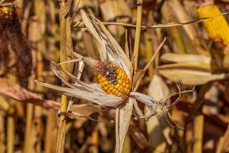Poorly developed corn ear with incomplete kernel set on a mature stalk
