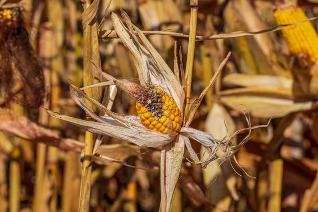 Poorly developed corn ear with incomplete kernel set on a mature stalk