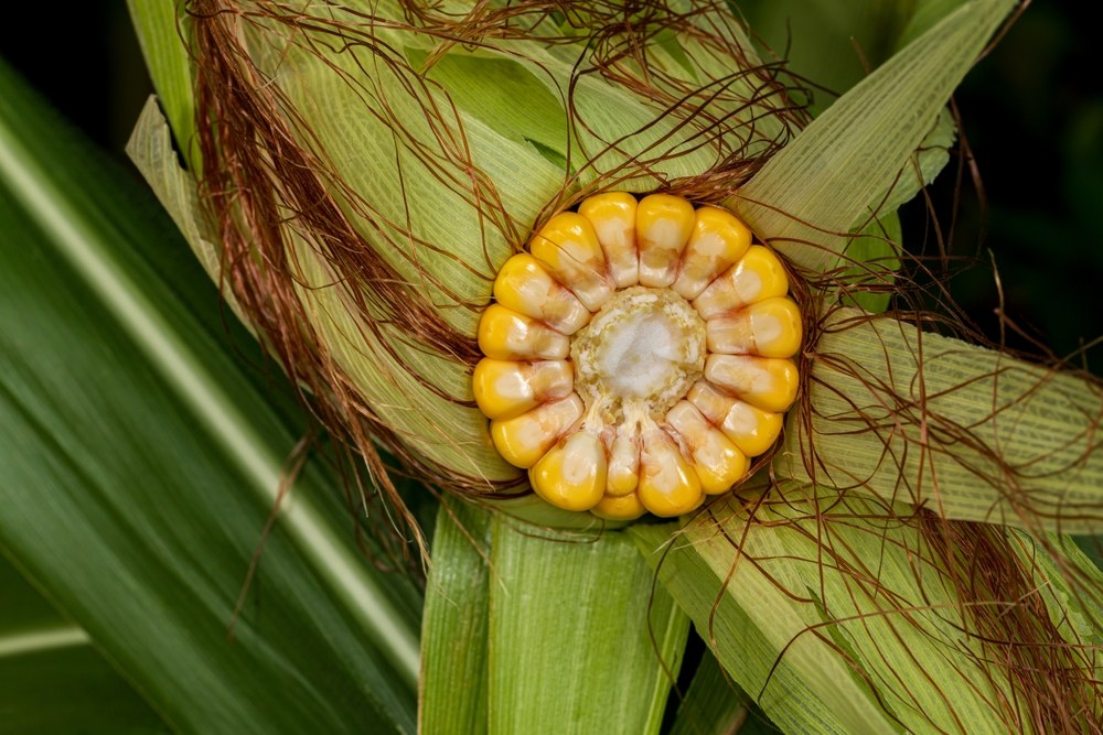 Corn ear cut open to show kernel depth and cob development during grain fill