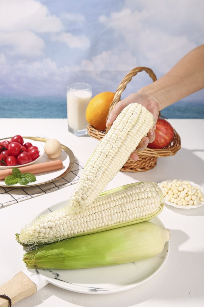 Fresh white sweet corn ears with pale kernels and green husks
