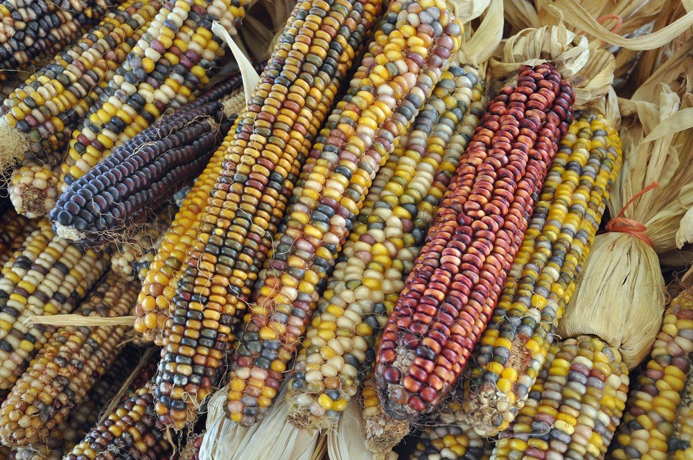 Mature ears of multicolored dry corn arranged together