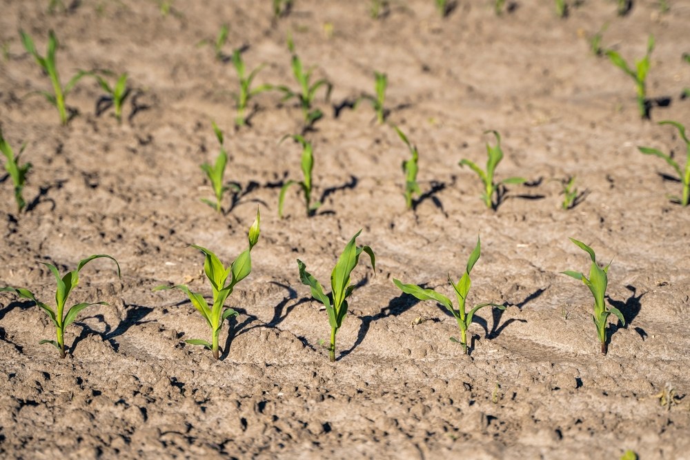 Young corn seedlings emerging in even rows