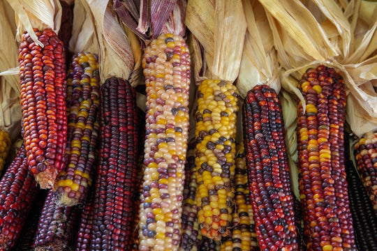 Colorful flint corn ears showing varied kernel colors and patterns