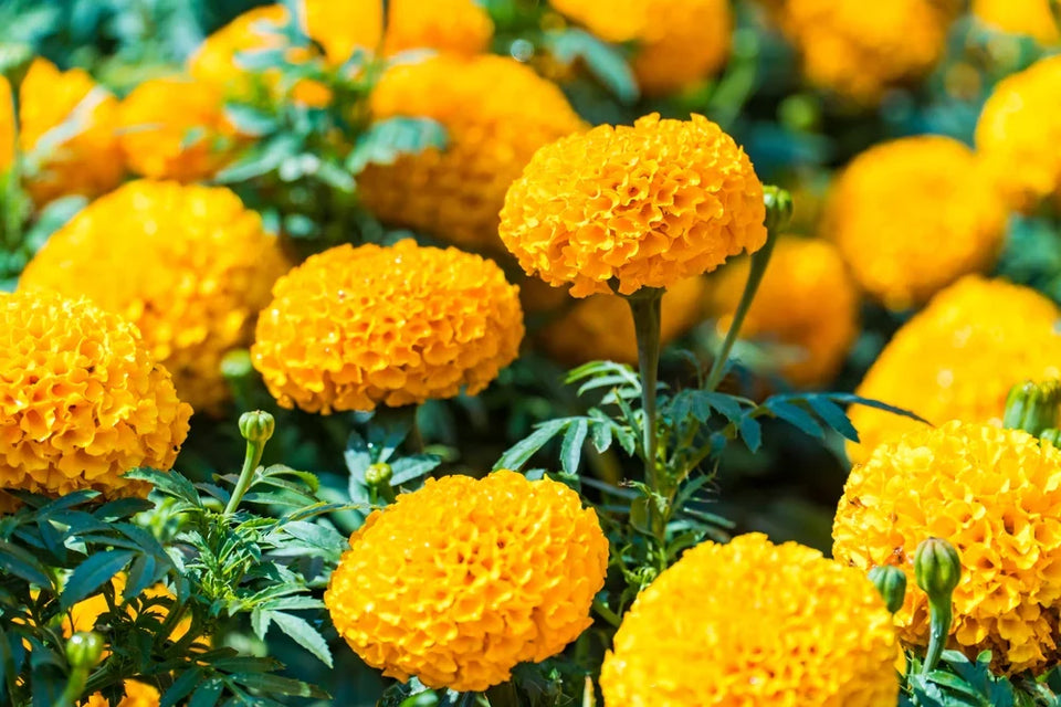 Tall African marigolds with large golden yellow flower heads