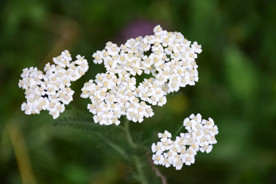 Common white yarrow flower clusters against green foliage