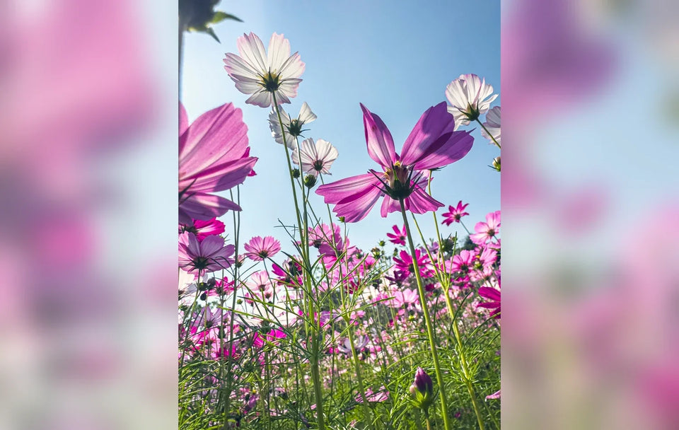 Pink, white, and magenta garden cosmos flowering against a blue sky