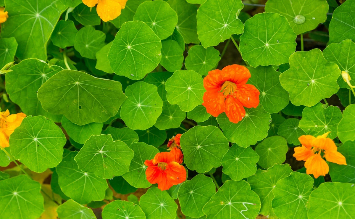 Orange and yellow nasturtiums growing among round green leaves