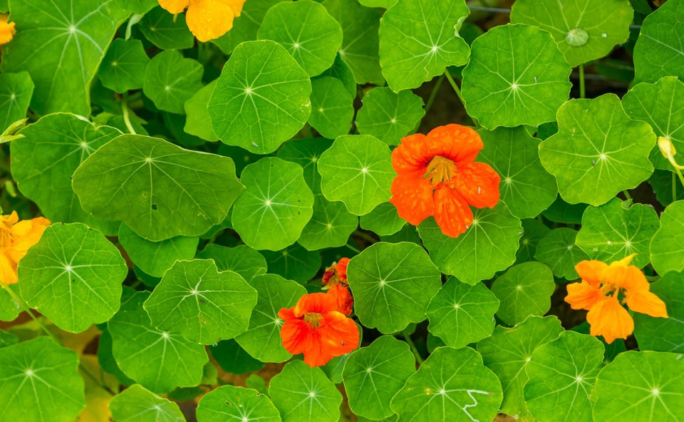 Orange and yellow nasturtiums growing among round green leaves