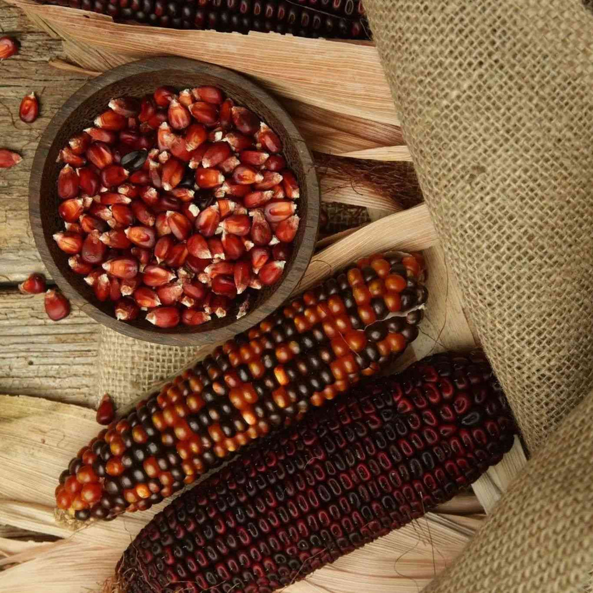 Bloody Butcher red dent corn kernels from the Alliance catalog seed lot